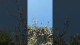 Желтая акация, карагана 🌿