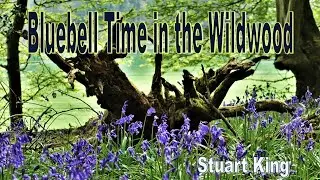 Bluebell time in the Wild wood   Stuart King