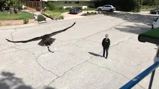 Eagle owl flying