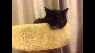 I'm pretty sure this is what my cat is thinking all the time.