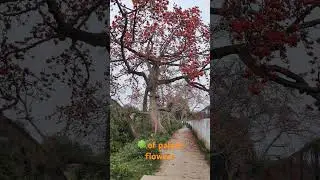 Beautiful Flowers of Palash!! #shorts #shortsfeed #ytshortsvideo #youtubeshorts