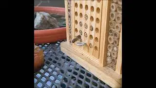 Super Slowmo, Kohlmeise Mauerbiene. #birds #wildbees #superslowmo #vogel #nature #bee #samsunggalaxy