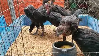 Tốc độ bươi chà @985733353