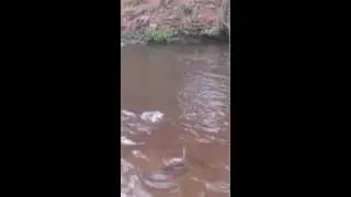 glasgow salmon, linn park, river white cart