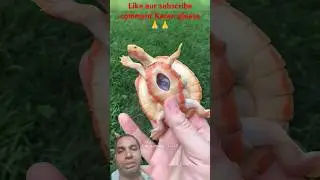 This Turtle isSpecial 😍#reaction #Pkm Pkm