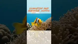 Immersive Underwater POV: Swim with Dolphins, Orcas & More!