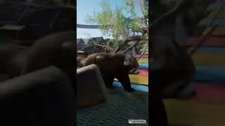 Red Panda Habitat 🔴🐻 - Planet Zoo
