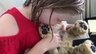 Adorable Alive Lion & Tiger Cubs Sounds