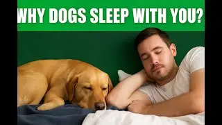 Why Your Dog Sleeps Next To You (Science Explained)