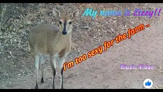 My name is Lizzy
