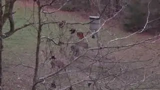 Doe shot with the umarex air saber