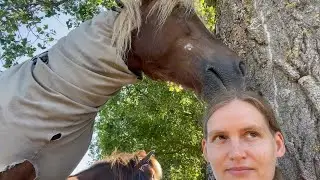 Hiking with my Icelandic horse | the hiking paddock