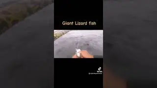 fish on giant lizard fish #shorecasting #fishingislife #lizardfish#ulfishing#cebufishing