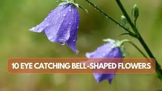 Ring in the Beauty: Top 12 Bell-Shaped Garden Flowers