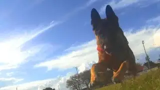 Drone Dog Walking