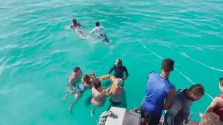 Египет. Коралловые рифы в бухте Sharks bay.  Snorkelling with fish in the Red sea at Sharm-El-Sheikh