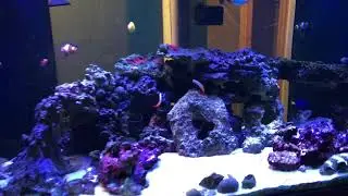 120 Gallon Saltwater Fish and Setup Intro