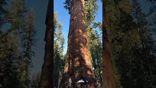 General Sherman Tree - Sequoia National Park California! 3,000 year old tree!