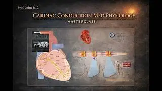 Cardiac Conduction System | Heart Physiology & Cardiology