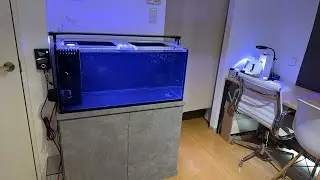 Redsea REEFER風？オリジナル水槽を設置してきました！アクアリウムトールマンイオン海浜幕張店ショートマンTV！