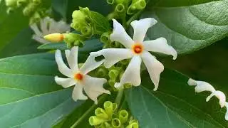 Healing Properties, Sacred Uses & Natural Fragrance of Parijat plant #viralvideo #viral #parijat 