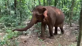 Ethical Elephant Sanctuary in Mondulkiri, Cambodia, A Responsible Wildlife Experience