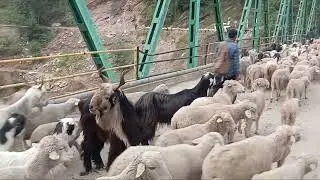 “Kashmiri Goat 🐐 Walking on Road | Cute Goat & Sheep Vlog 2025 | Village Life in Kashmir”