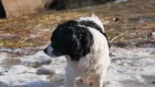 Roanoke animal warden unit responds to animals left in cold