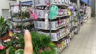 Завоз орхидей фаленопсисов!  Много белых орхидей