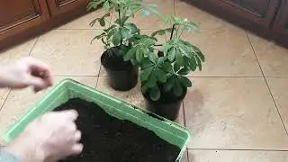 schefflera, szeflera