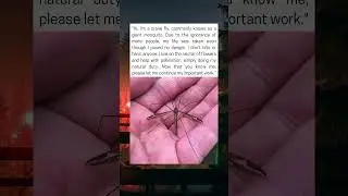 The Truth About The Crane Fly