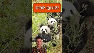 Giant Pandas found ONLY in China? You Tell Me. Giant Panda #shorts 2