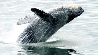 SIMRES SeaTalks: Observations in a Whale Sanctuary