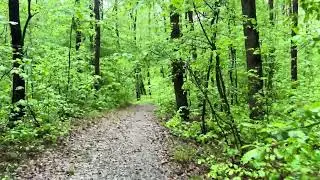 Walking in the spring forest after the rain, UHROVEC, SLOVAKIA - Apr&iacute;l 17, 2024