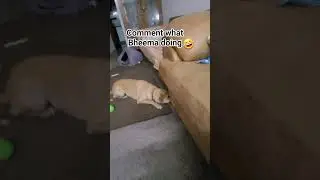 #doggy love1#dogs#cats#youtube shorts#viral vide