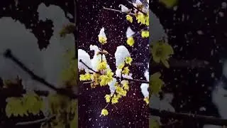 散文/腊梅花/作者汪曾祺/诵读/南洋雨