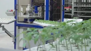 ISO Group introduces how robotization in propagation can help the grower work efficiently