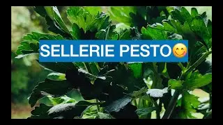 Staudensellerie - Sellerie-Pesto.  super Verwertung der Bl&auml;tter