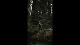 Capturing a Photo on a RedWood Log