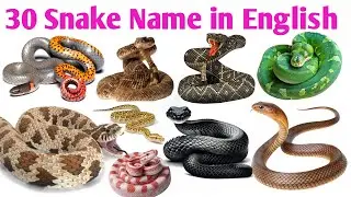 Types of Snakes for Kids | Learn Snake Names with Pictures & Sounds | Cobra, Python, Viper