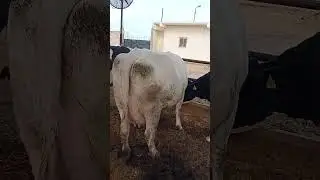 ١ فبراير ٢٠٢٦