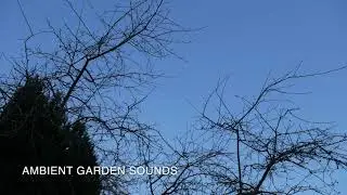 20 minutes of Ambient Garden Sounds for relaxation.