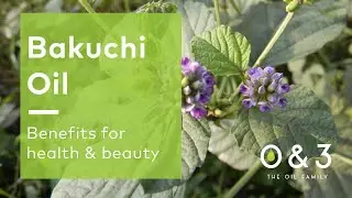 Bakuchi Oil - benefits for skin, hair and personal care formulations