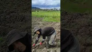 me toca levantar surcos est&aacute; encharcado 😢 pero vamos para arriba &hearts;️💓&hearts;️  #japones #viral #funny
