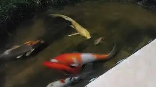 kasih makan ikan hias super besar