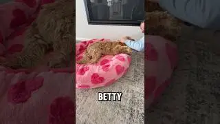Такая пушистая, такая девчачья и такая простая в уходе 🤍