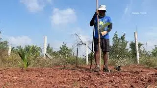 EP109 | Planting Cotton Jamun , Rasi Usiri, All-Spices Plants | Packing paddy in Bags | Naiwik Farms