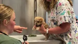 Our dogs first vet appointment!!