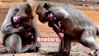 Very Nice Newborn Baby Monkey With Adorable Young Mommy Wildlife