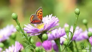 Nature&rsquo;s Healing Symphony | Flowers, Natural Sounds & Pure Relaxation🍃